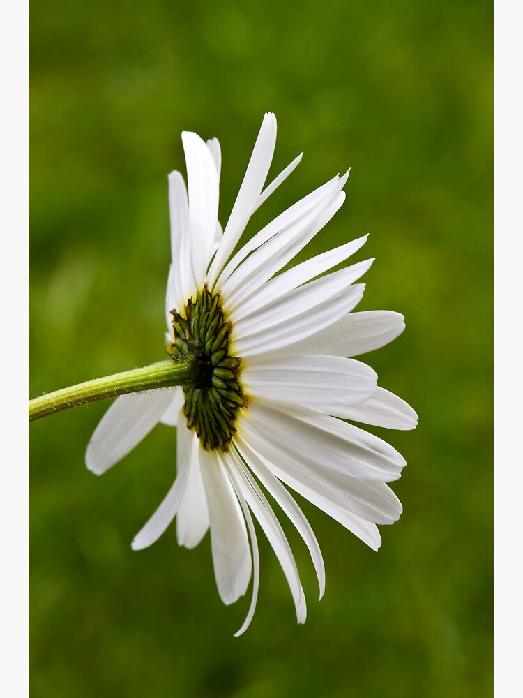 Oxeye Daisy (Leucanthemum vulgare) by SteveChilton