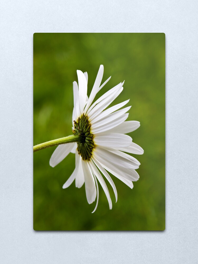 Alternate view of Oxeye Daisy (Leucanthemum vulgare) Metal Print