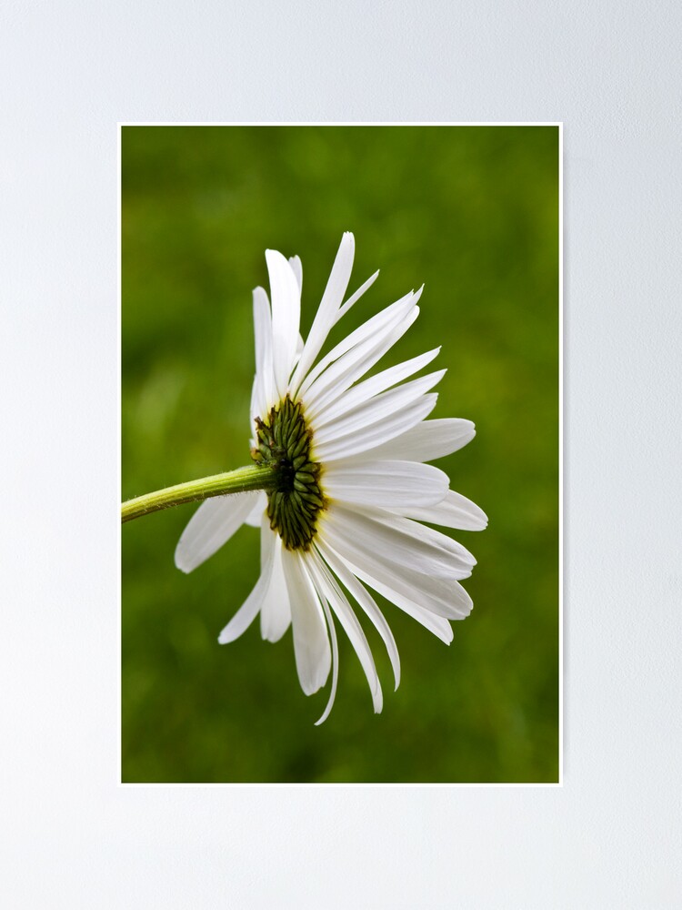 Alternate view of Oxeye Daisy (Leucanthemum vulgare) Poster