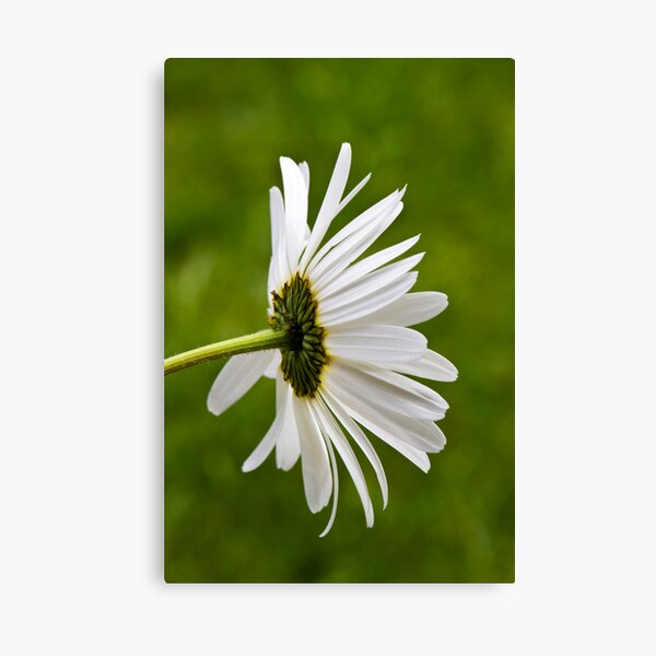 Oxeye Daisy (Leucanthemum vulgare) Canvas Print