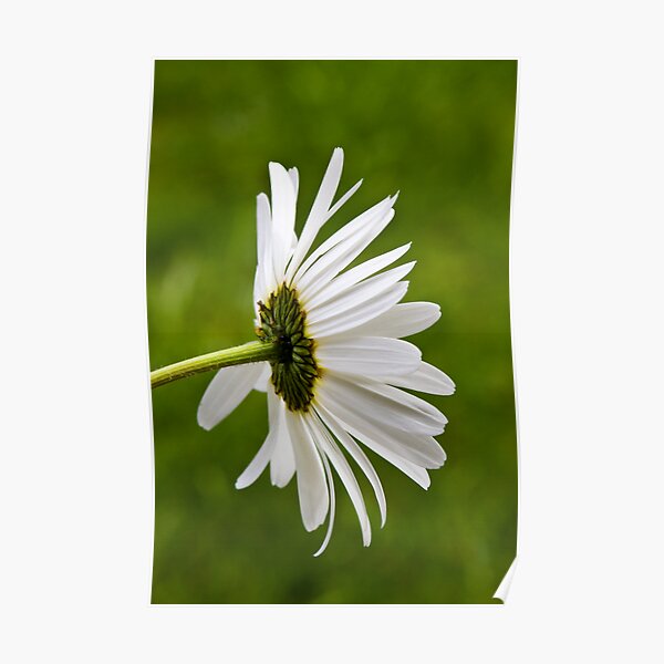 Oxeye Daisy (Leucanthemum vulgare) Poster