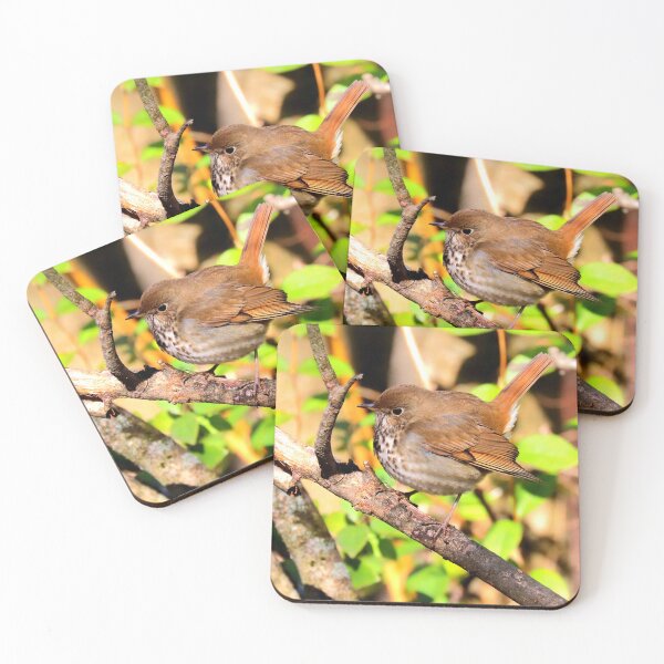Item preview, Hermit thrush  designed and sold by Parks and X.