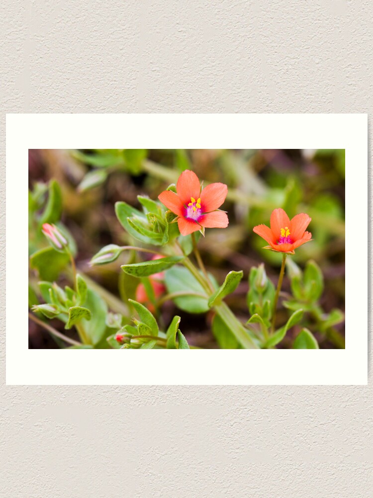 Alternate view of Scarlet Pimpernel (Anagallis arvensis) Art Print