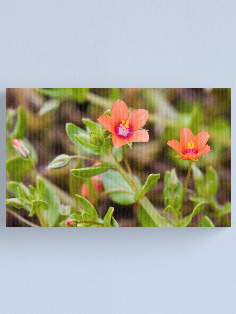 Alternate view of Scarlet Pimpernel (Anagallis arvensis) Canvas Print