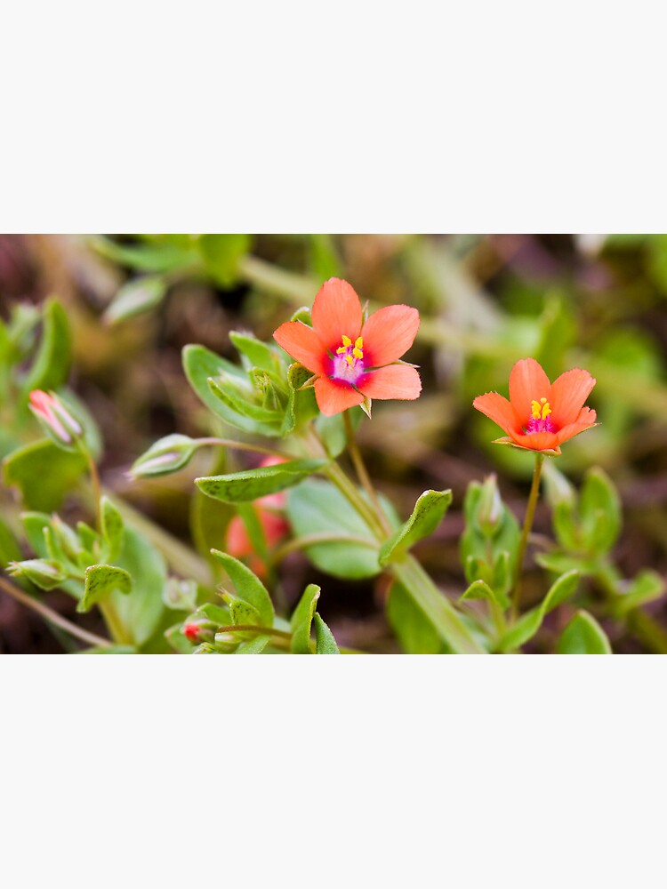 Scarlet Pimpernel (Anagallis arvensis) by SteveChilton