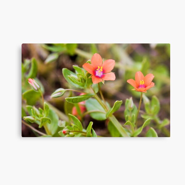 Scarlet Pimpernel (Anagallis arvensis) Metal Print