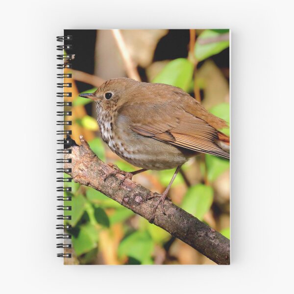 Item preview, Hermit thrush  designed and sold by Parks and X.