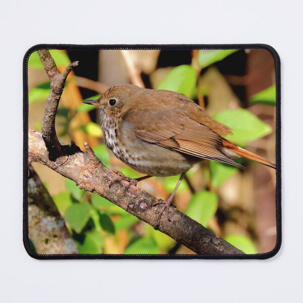 Item preview, Hermit thrush  designed and sold by Parks and X.