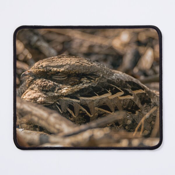 Item preview, The Common Pauraque designed and sold by Debra Martz.