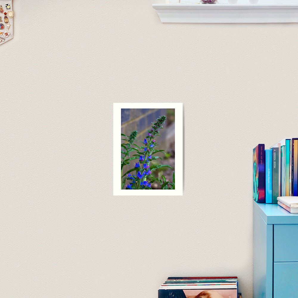 Viper's Bugloss (Echium vulgare) Art Print