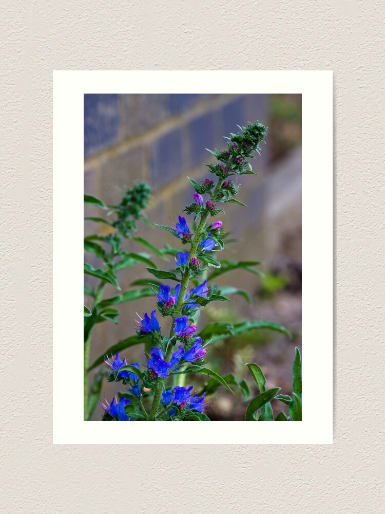 Alternate view of Viper's Bugloss (Echium vulgare) Art Print