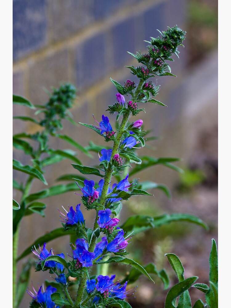 Viper's Bugloss (Echium vulgare) by SteveChilton