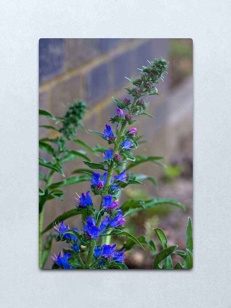 Alternate view of Viper's Bugloss (Echium vulgare) Metal Print