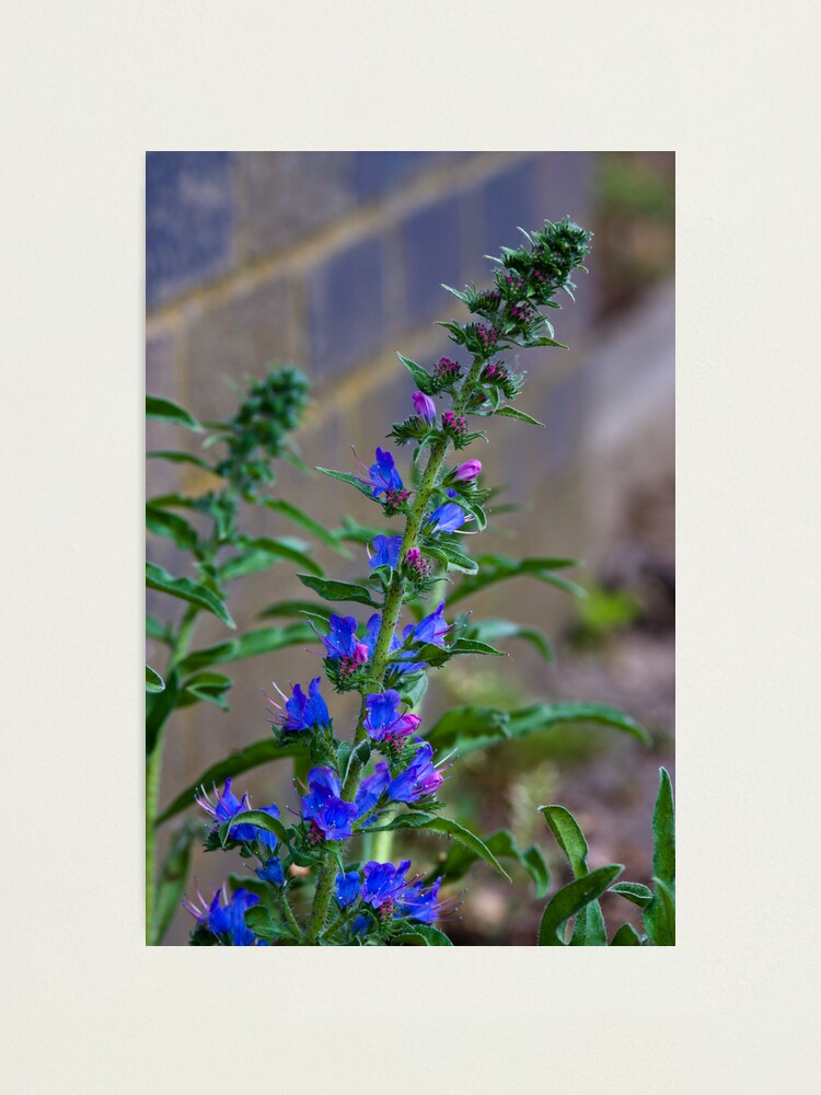 Alternate view of Viper's Bugloss (Echium vulgare) Photographic Print