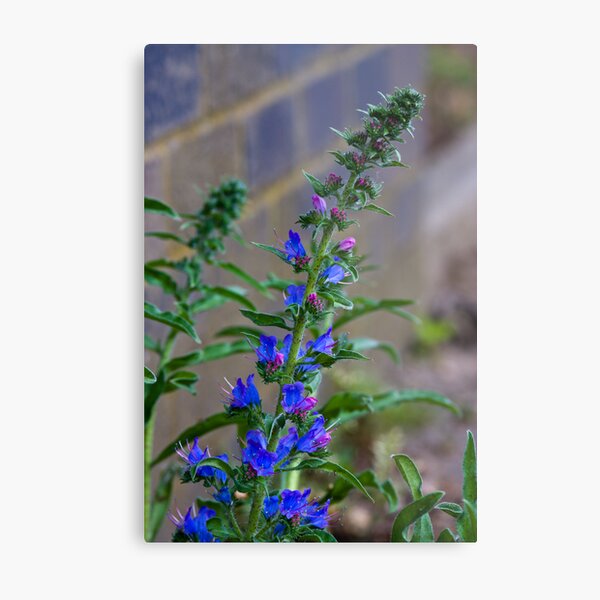 Viper's Bugloss (Echium vulgare) Metal Print