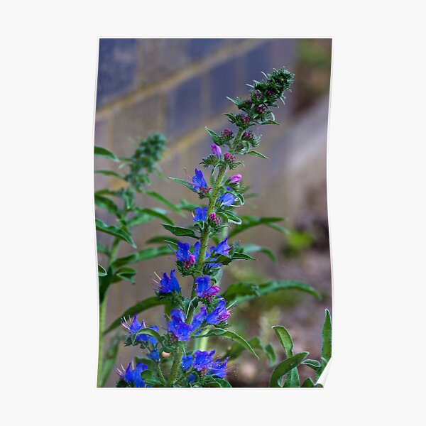 Viper's Bugloss (Echium vulgare) Poster
