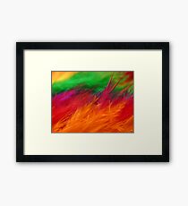 Rainbow Feathers Close Up Framed Print