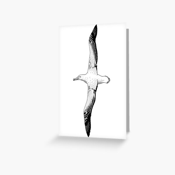Artikel-Vorschau von Albatros-Illustration, designt und verkauft von rmnicholsart.