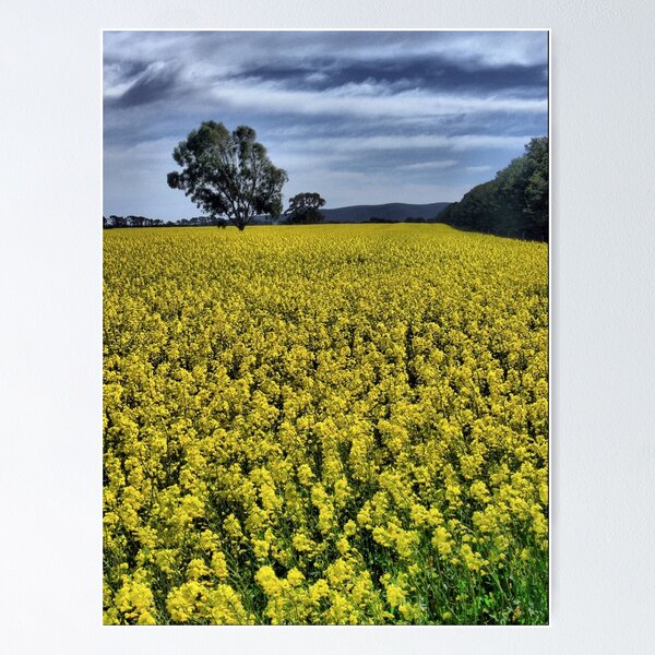 Item preview, Clarkefield Yellow ( 2 ) designed and sold by Larry Davis.