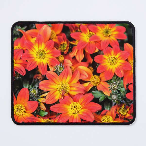 Artikelvorschau, Campfire Flame Bidens Hybrid entworfen und verkauft von heatherfriedman.