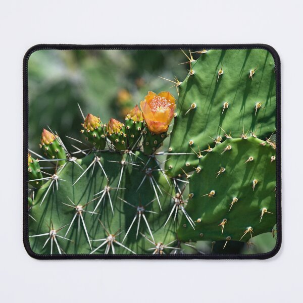Item preview, Cactus flower under the Thai sun designed and sold by franck380.