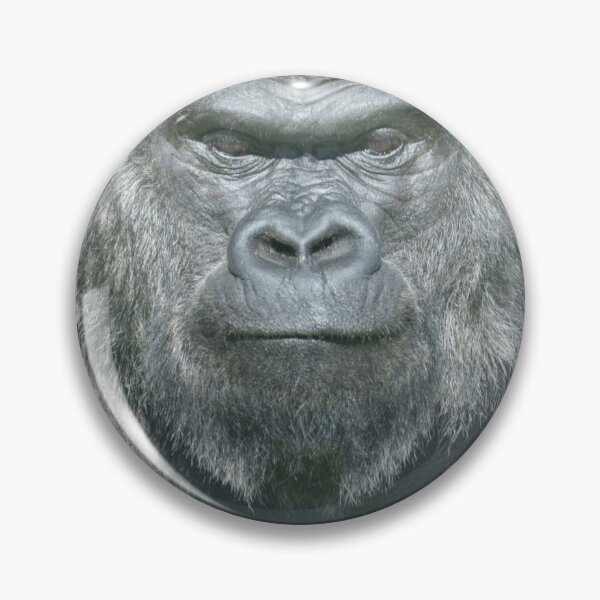 Item preview, Striking Oumbi the Silverback Gorilla designed and sold by rawshutterbug.