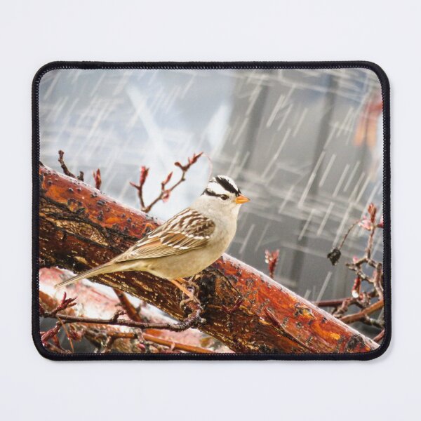 Item preview, White-Crowned Sparrow designed and sold by Jolynn Artistry.