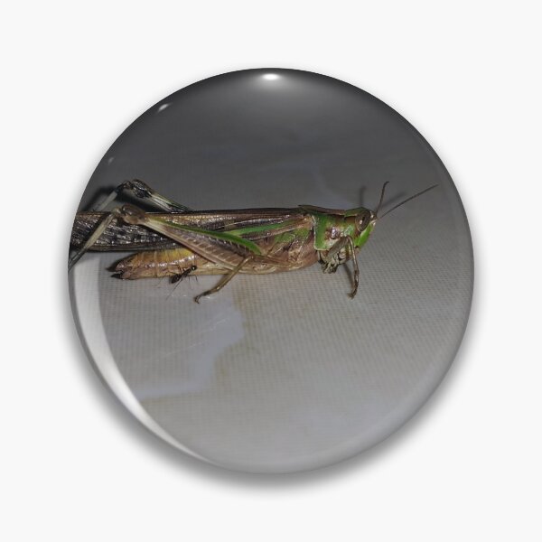 Item preview, Close up Green Grasshopper  ||  Locust designed and sold by Yusuf-Design.