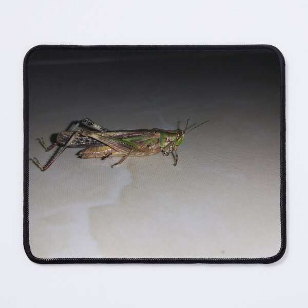 Item preview, Close up Green Grasshopper  ||  Locust designed and sold by Yusuf-Design.