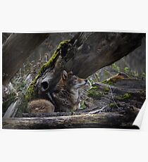 Timber Wolf Poster