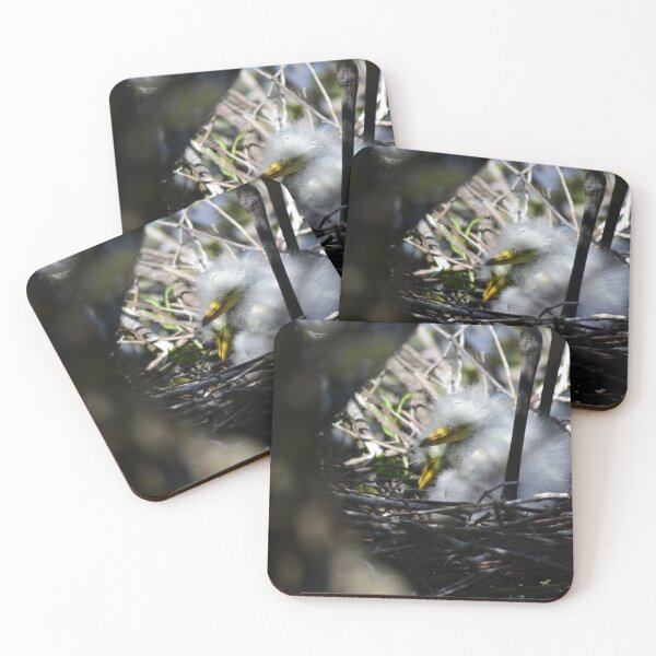Item preview, Unedited Snowy Egret Nestlings designed and sold by MercerImages.