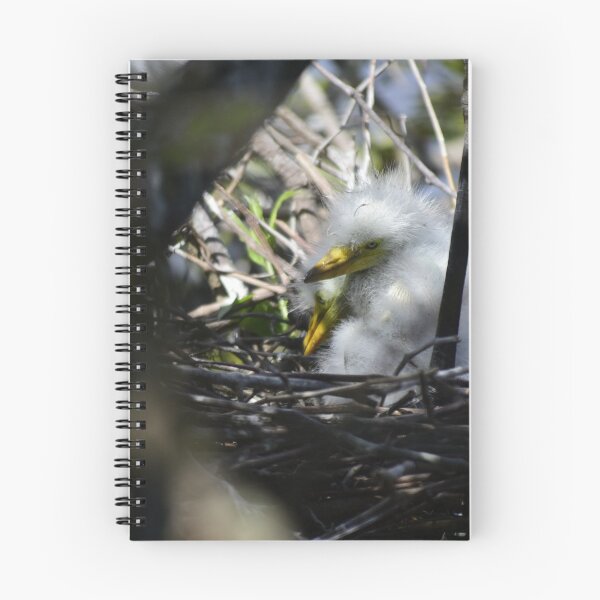 Item preview, Unedited Snowy Egret Nestlings designed and sold by MercerImages.
