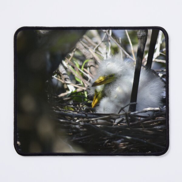 Item preview, Unedited Snowy Egret Nestlings designed and sold by MercerImages.
