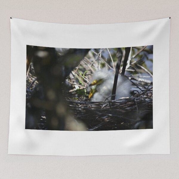 Item preview, Unedited Snowy Egret Nestlings designed and sold by MercerImages.