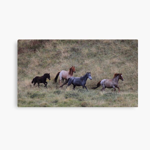 The Brumbies of Dead horse gap Canvas Print