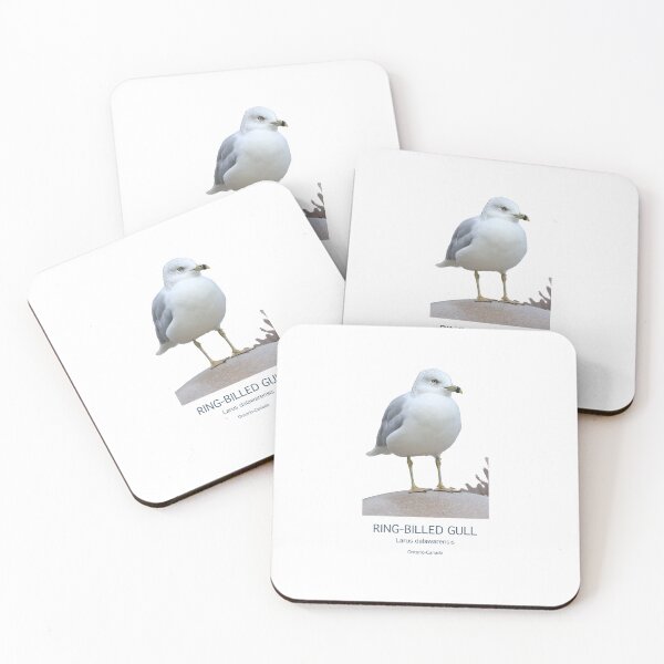 Item preview, Ring-billed gull perched on a stone/wildlife/Bird/Nature designed and sold by VeenaNair23.