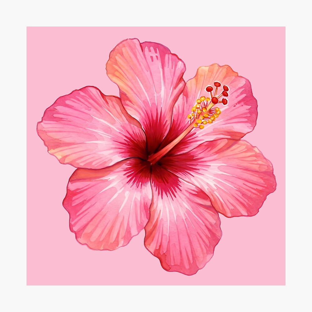 Pink Hibiscus  Poster