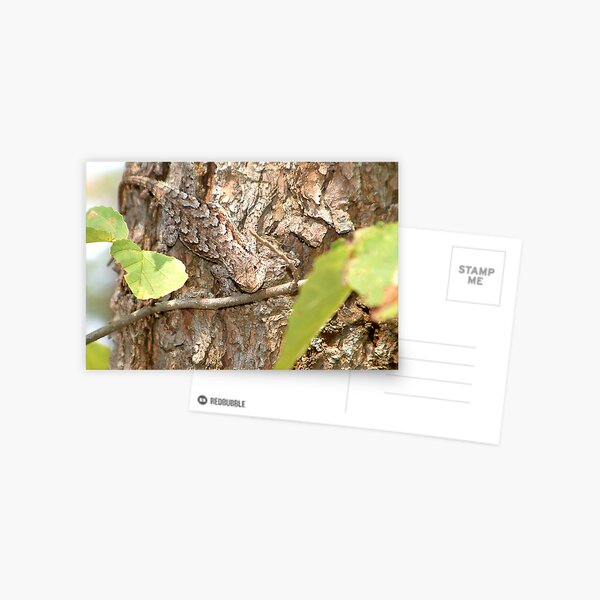 Camo Postcard