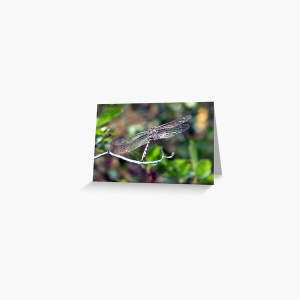 Dragonfly Greeting Card