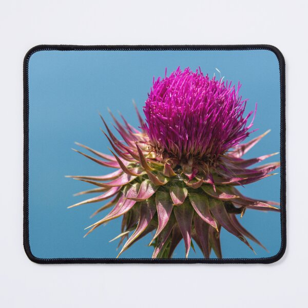 Item preview, Magenta thistle in full bloom designed and sold by Eckart Mayer Photography.