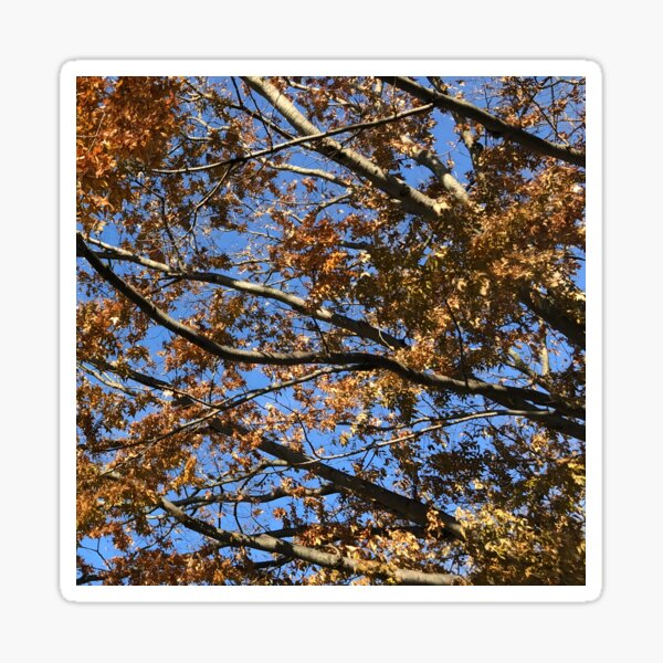 Leaves and branches in an autumn sky, fascination! suvAInnaART. Sticker