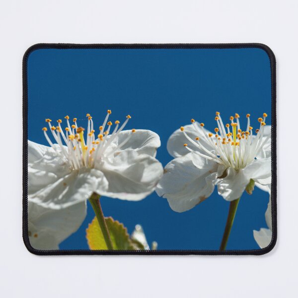 Item preview, Cherry blossoms up close against a blue sky designed and sold by Eckart Mayer Photography.