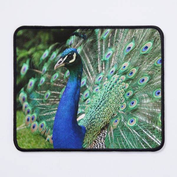 Item preview, Royal Peacock Display designed and sold by Uniekma.