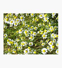 Photo of camomile flowers Photographic Print