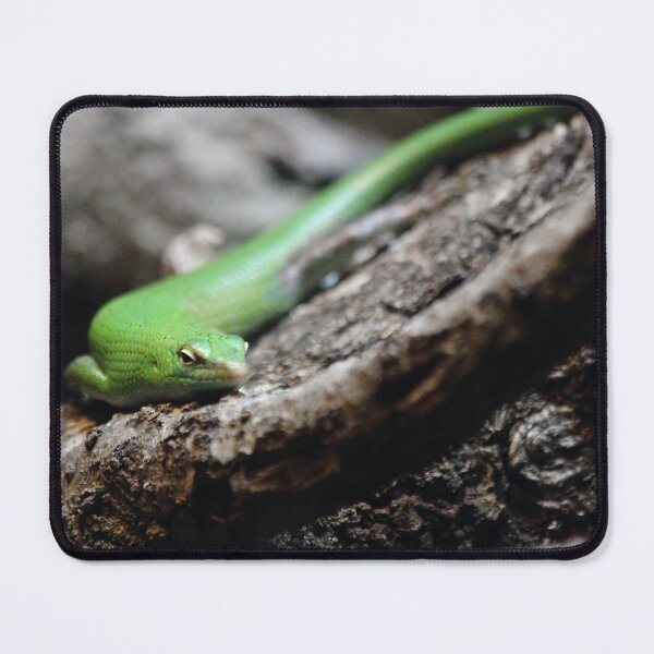 Item preview, Little Lizard designed and sold by Olivia Plasencia.