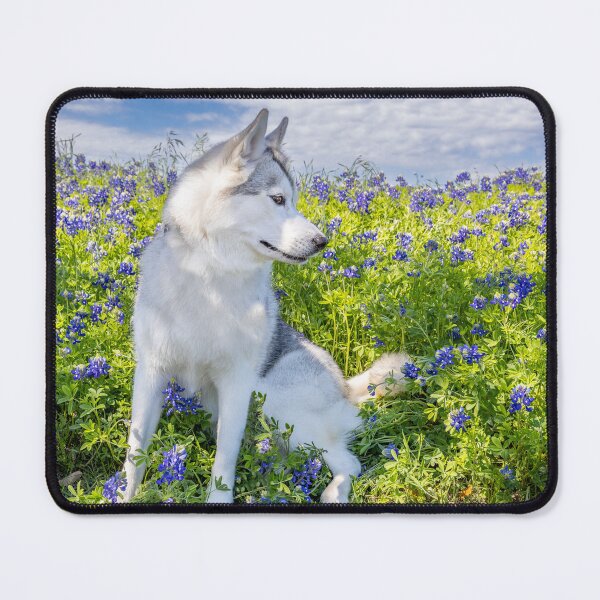 Item preview, Husky in Bluebonnets designed and sold by May Finch.