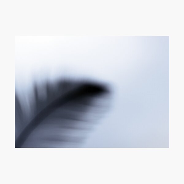 Feather silhouette Photographic Print