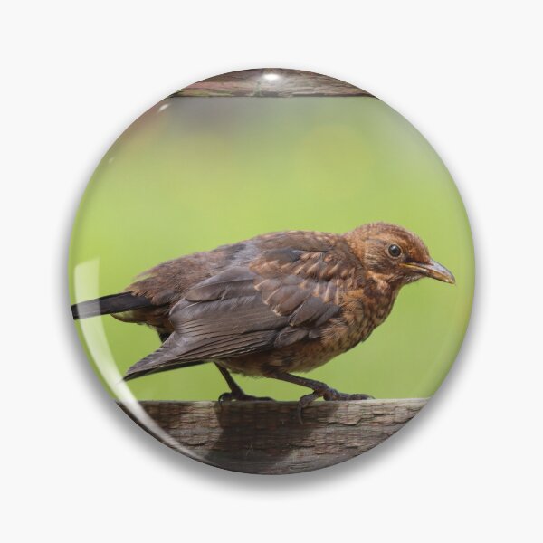 Item preview, Fledgling blackbird designed and sold by GreyFeatherPhot.