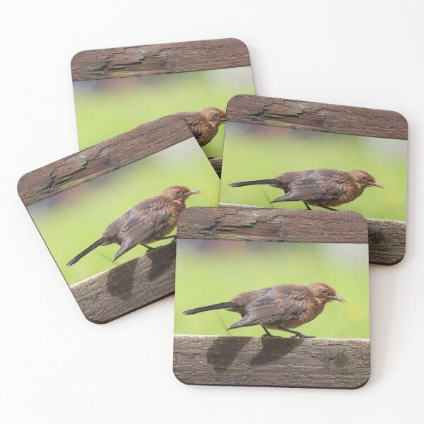 Item preview, Fledgling blackbird designed and sold by GreyFeatherPhot.