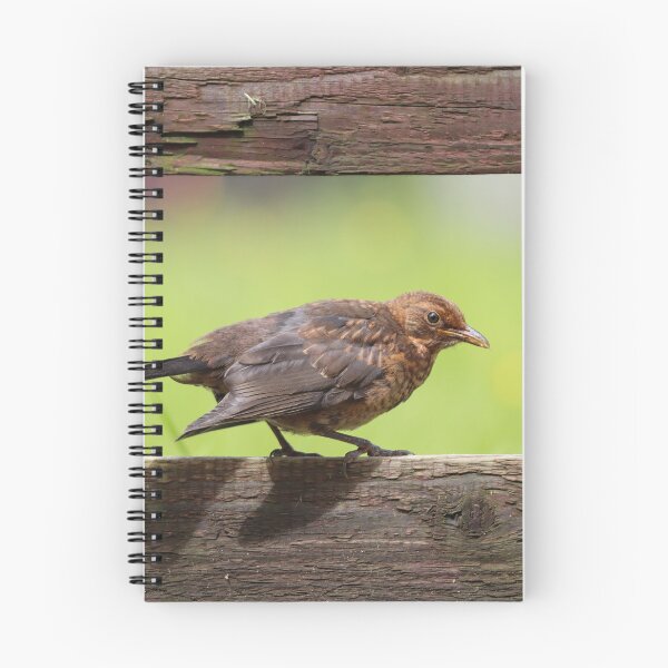 Item preview, Fledgling blackbird designed and sold by GreyFeatherPhot.